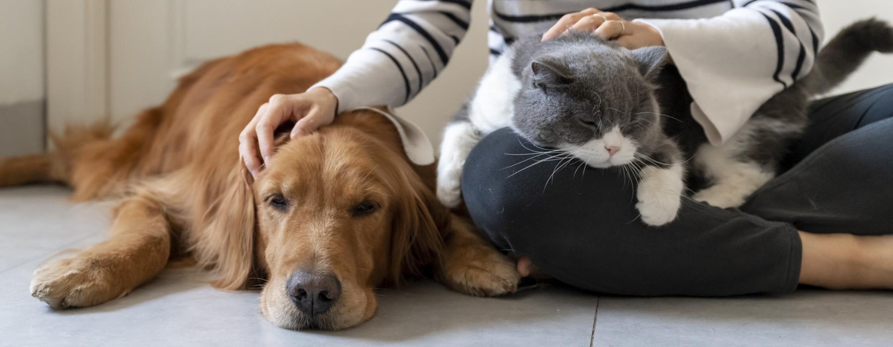 a cat and a dog lying on the floor
